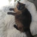 Photo of Elliot **2nd Chance Cat Rescue**