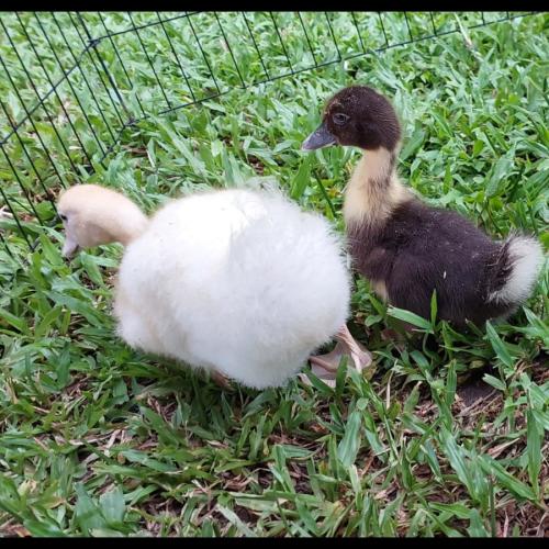 Baby and Duckly