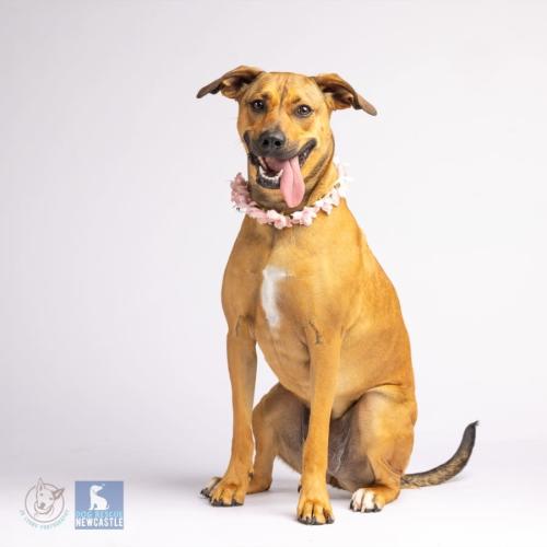 Rosie - 2 Year Old Mixed Breed