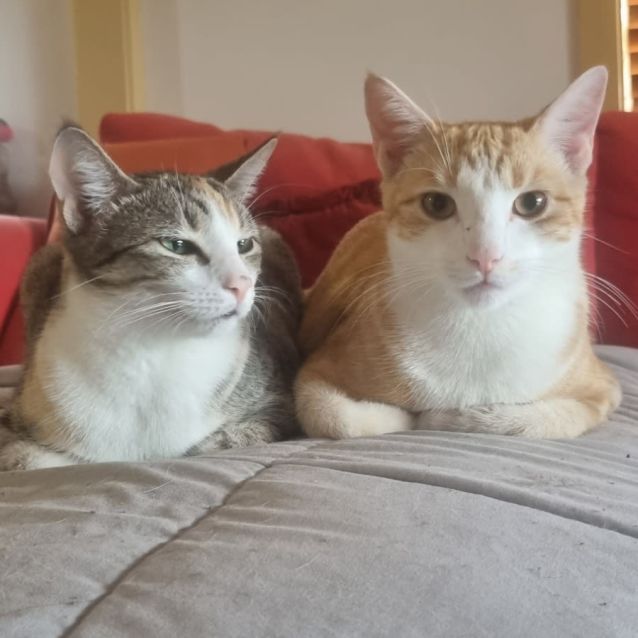 Photo of C1177 Mindi