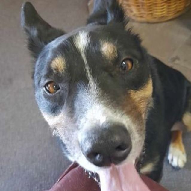 Photo of Fin   Finigan