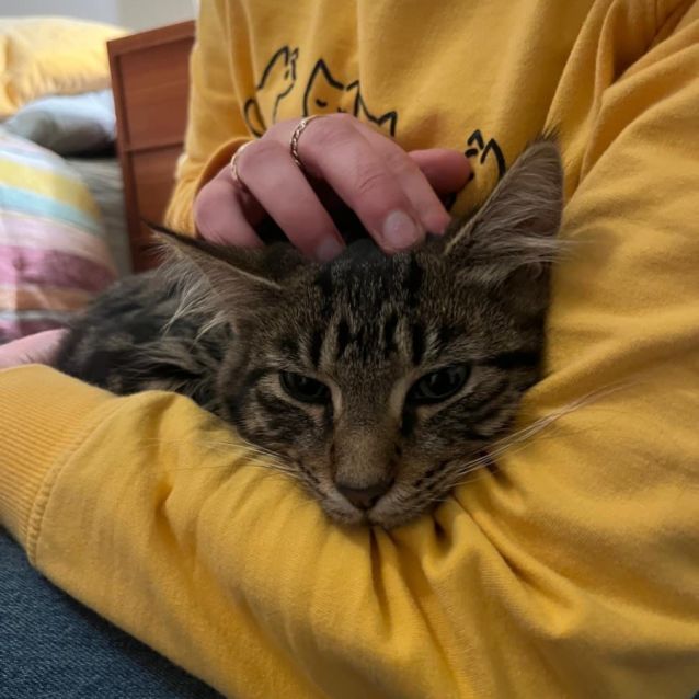 Photo of Marshmallow