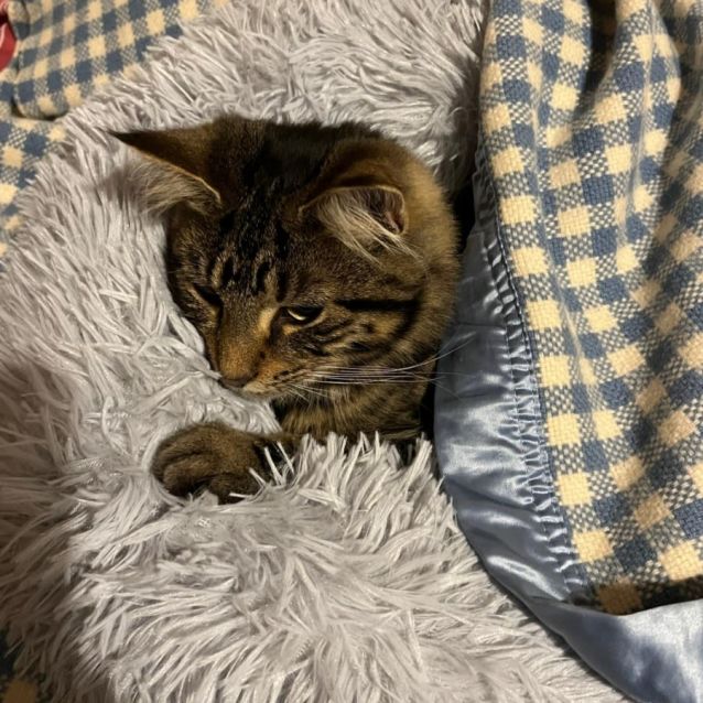 Photo of Marshmallow