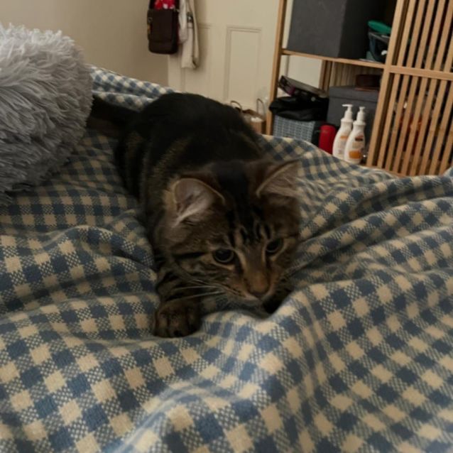 Photo of Marshmallow