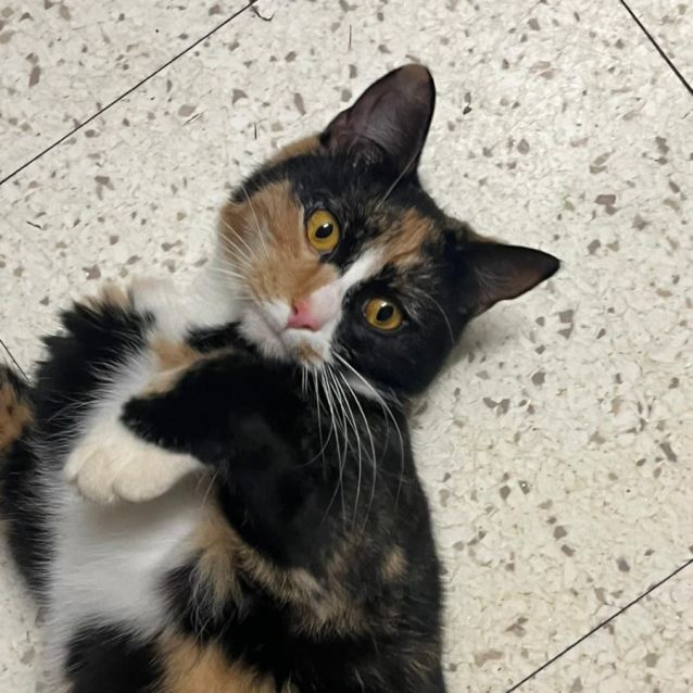 Photo of Mini Cheddar