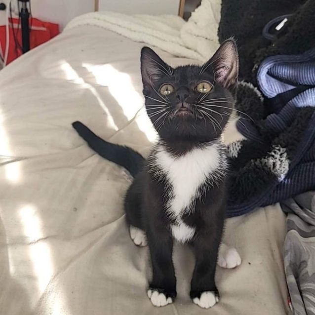 Photo of Luna  Meet Me At Petstock Keysborough 