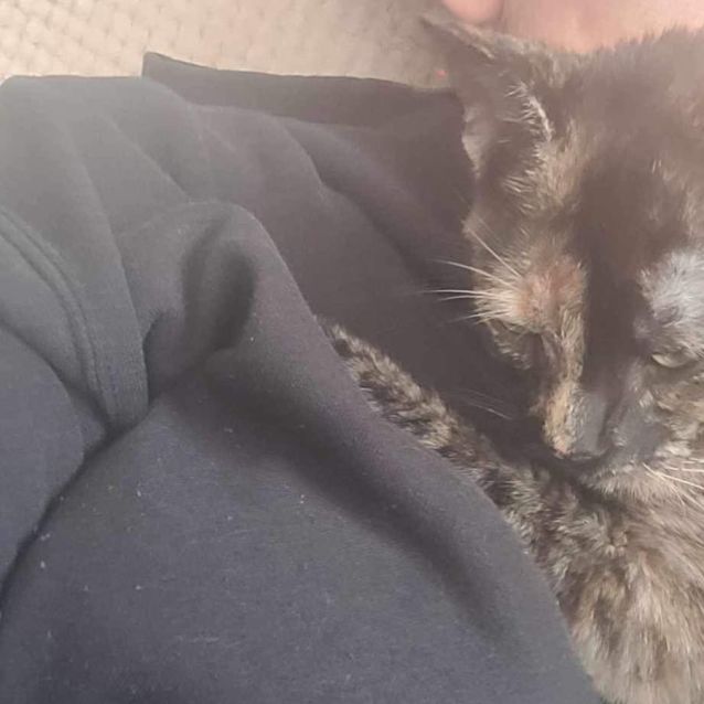 Photo of Gemini *9 Lives Project Rescue*