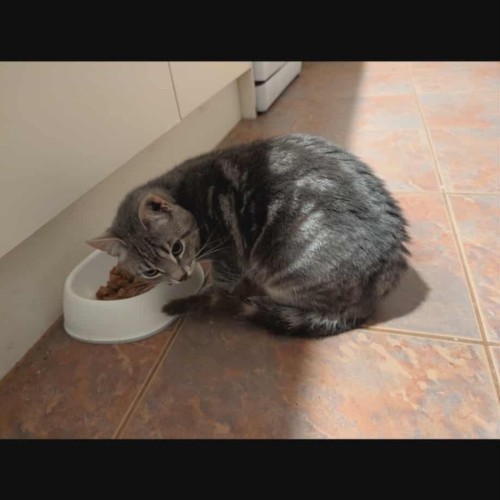 Lily meet me @petstock Mornington Nepean hwy