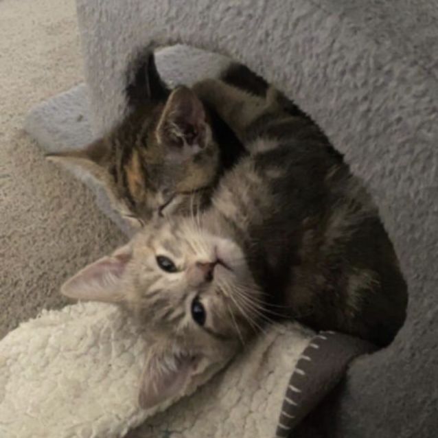 Photo of Zoe And Lexi 