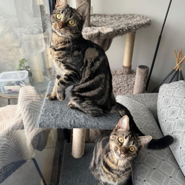 Photo of Lily And Layla