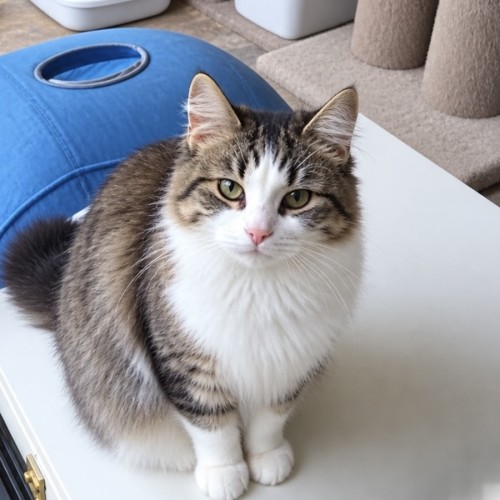 Frankie 
