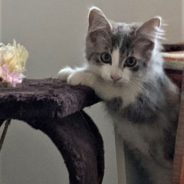 Photo of Soxx ^Dandy Cat Rescue^