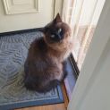 Photo of Elliot **2nd Chance Cat Rescue**