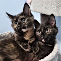Photo of Cinder & Henna ^^Dandy Cat Rescue^^
