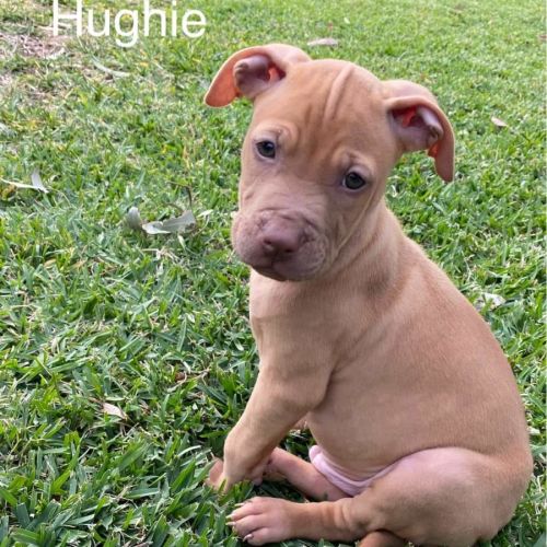 Hughie