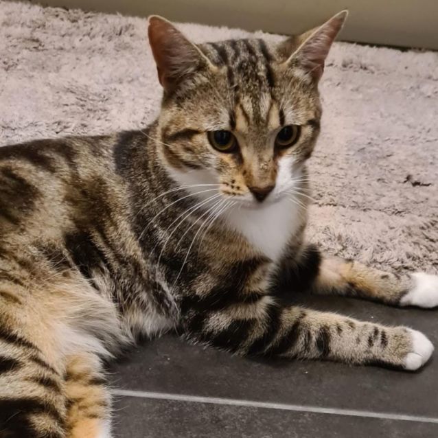 Photo of Henry Winkler