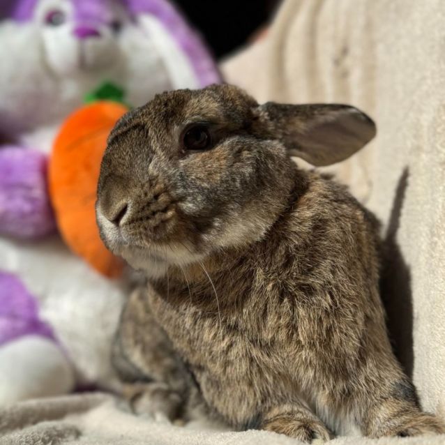 Photo of Biscuit (Located In Point Cook)