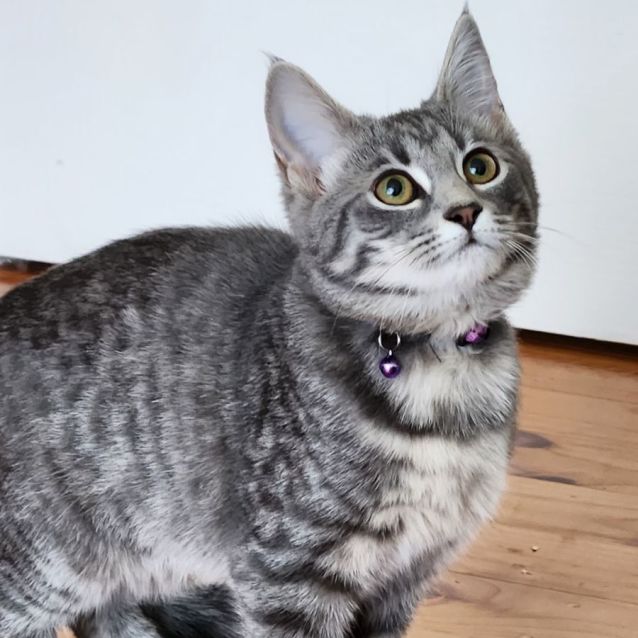 Photo of Pippy ^^Dandy Cat Rescue^^