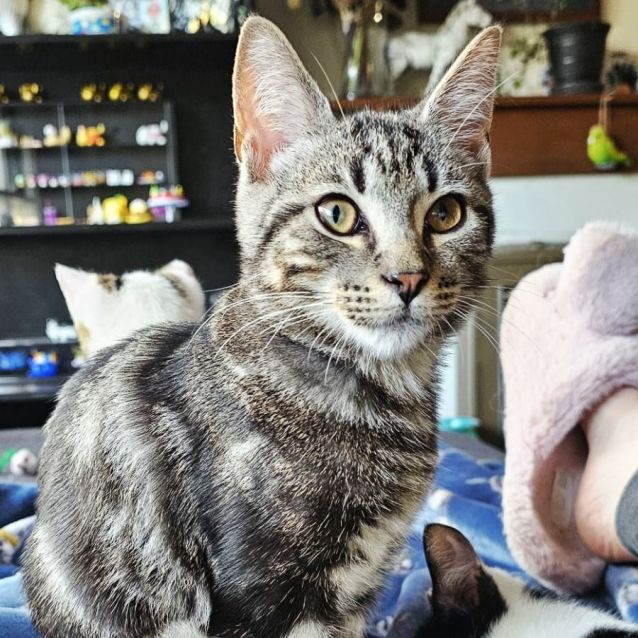 Photo of Doxius ^^Dandy Cat Rescue^^