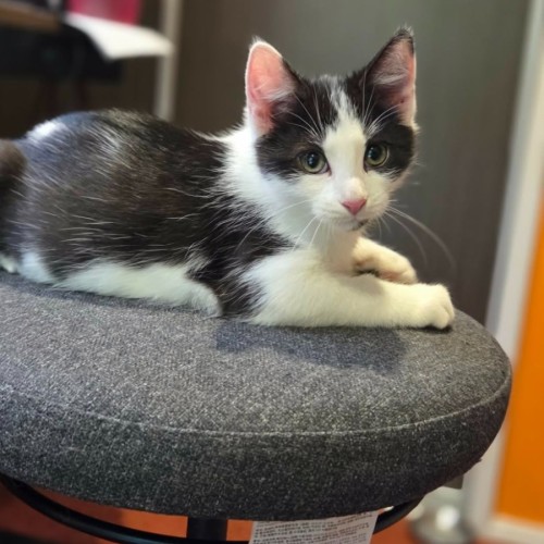 Espie ** 2nd Chance Cat Rescue **