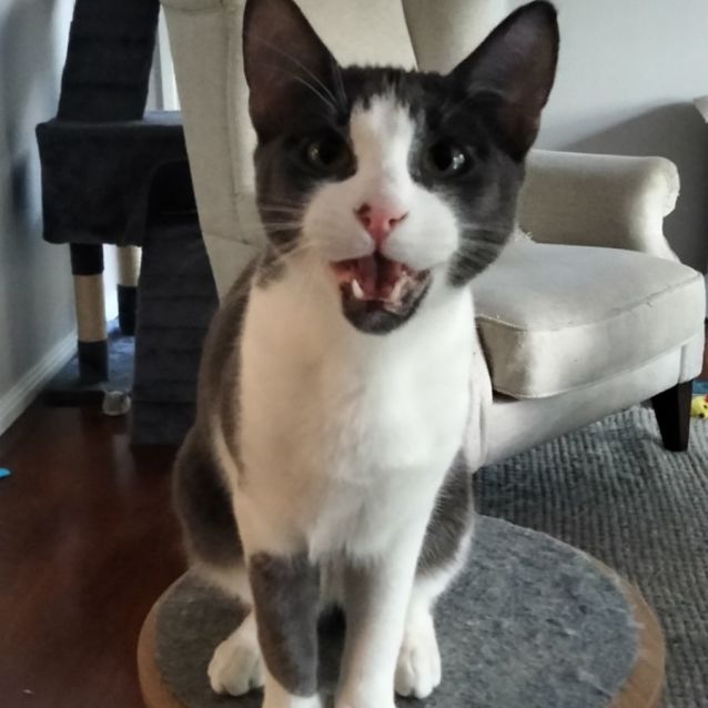 Photo of Jake   Located In Eltham North