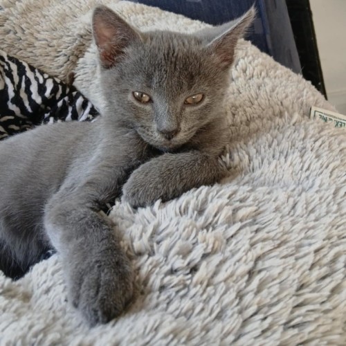 Mike meet me@petstock keysborough 