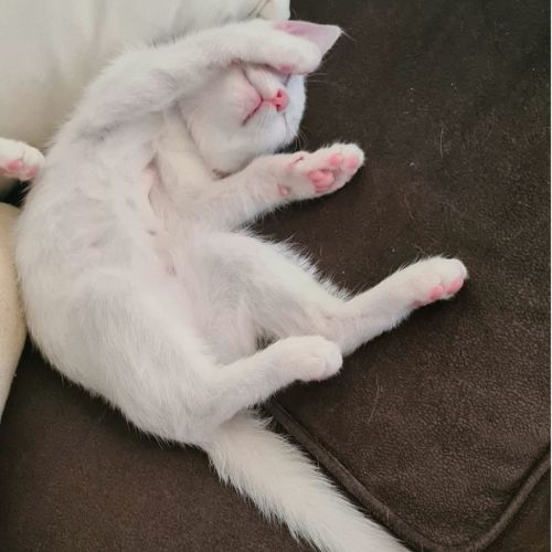 Coco