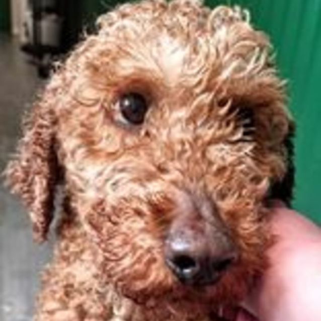 Photo of Tilly