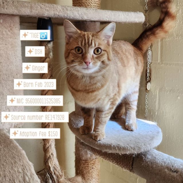 Photo of Tige & Timmy