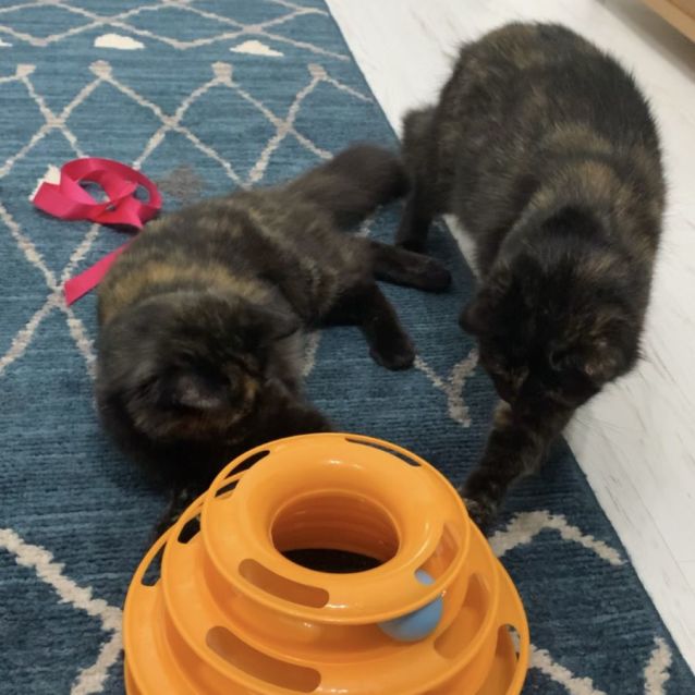 Photo of Kelly & Nala (Together Or Separately)