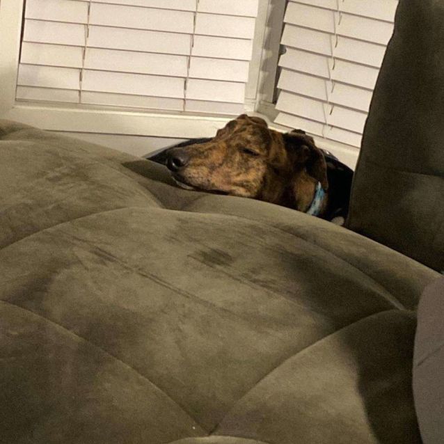 Photo of Bobby The Greyhound