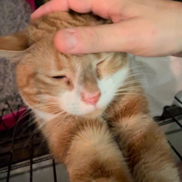 Photo of Buttercup