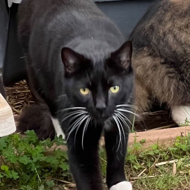 Photo of Lewis & Morse   Bonded Sister And Brother