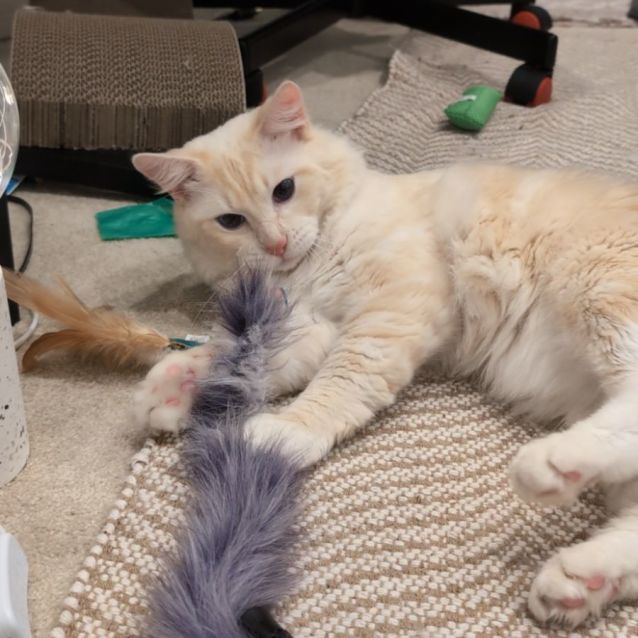 Photo of 🐈Figaro🐈