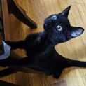 Photo of Shadow ^Dandy Cat Rescue^