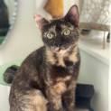 Photo of Willow