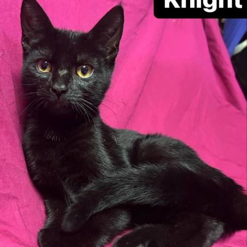 Knight - Reduced Adoption Fee