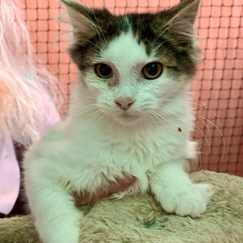 Fluffy**2nd Chance Cat Rescue**