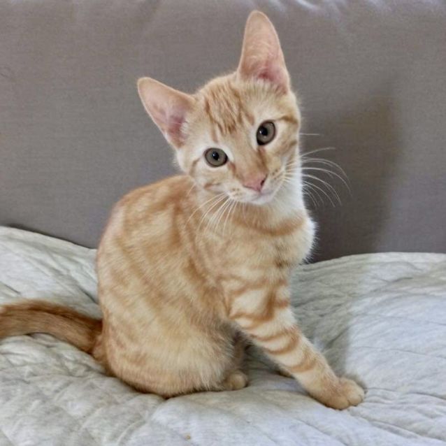 Photo of Ollie