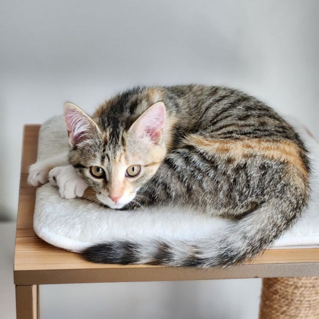 Photo of Sprite ^^Dandy Cat Rescue^^