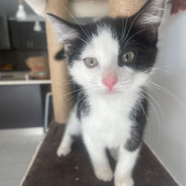 Photo of Henry Meet Me At Petstock Hastings Store 