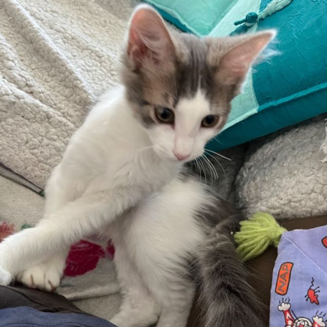 Photo of Ellery *9 Lives Project Rescue*