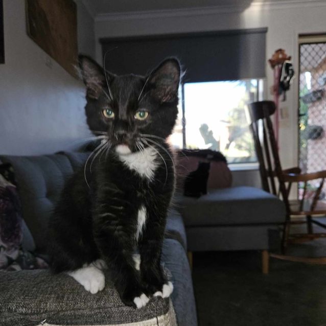 Photo of Anson **2nd Chance Cat Rescue**