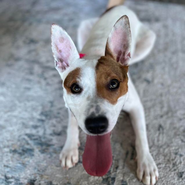 Photo of Lucy Lou 🌷1 Yo Jack Russell Terrier X (Trial)
