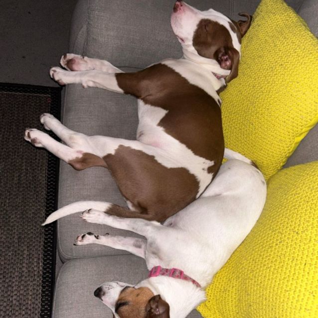 Photo of Princess Leia