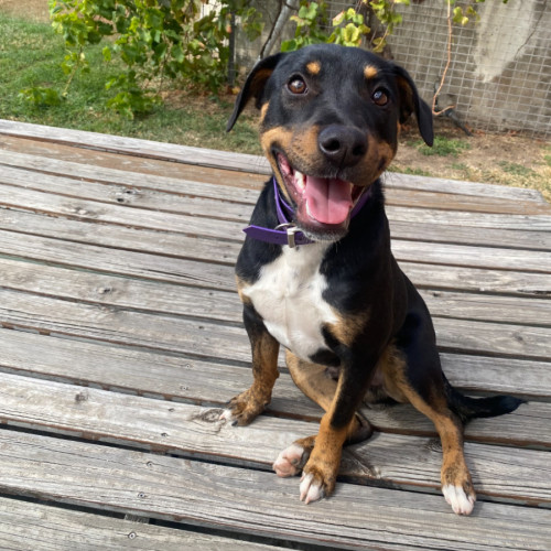 Aussie