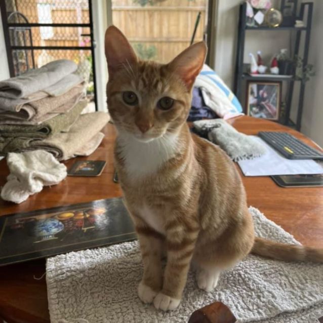 Photo of Ginny Meet Me At Petstock Hastings Store 