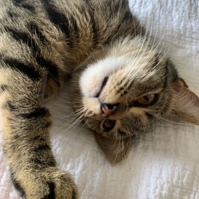 Photo of Honey Hazel