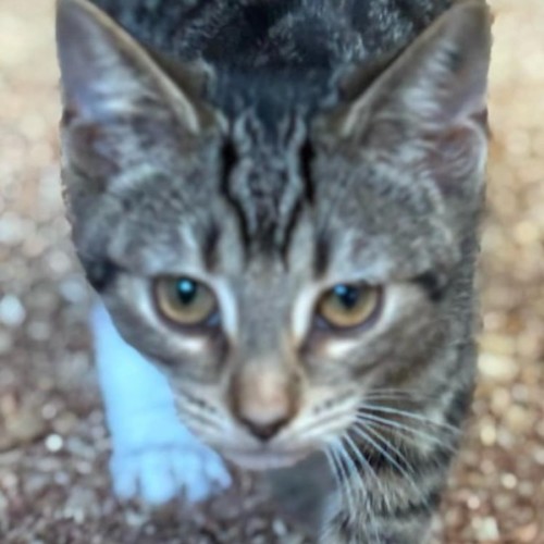 Zara - Reduced Adoption Fee