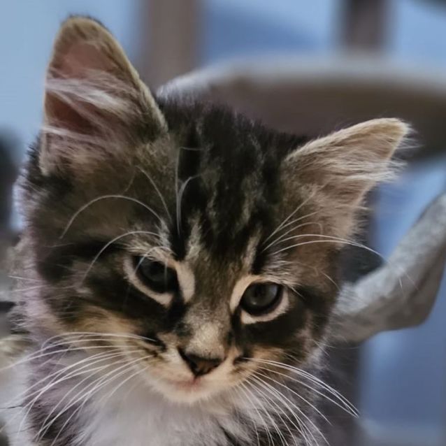 Photo of Eeyore ^^Dandy Cat Rescue^^